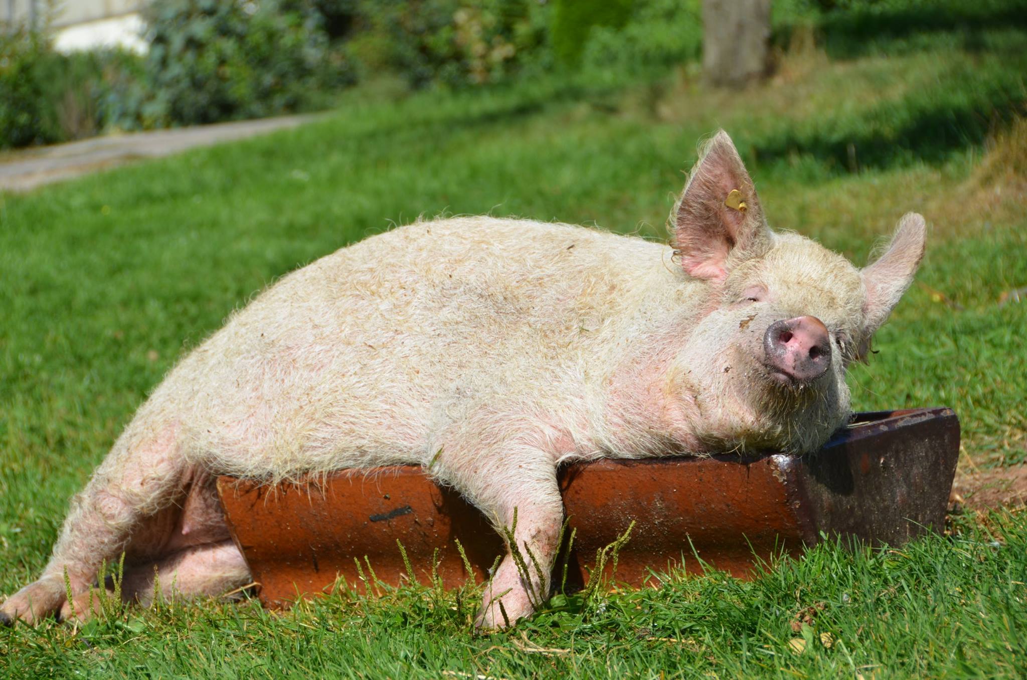 Regionale Produkte: Schwein gehabt - WochenENDspiegel
