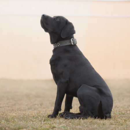 Labrador Thor wartet beim Tierfreunde helfen Tieren in Not e. V.