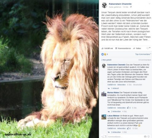 Heiße Diskussionen gibt es bei Facebook zum Thema Löwen im Chemnitzer Tierpark. Doch was ist wirklich dran an den Gerüchten? Foto: Screenshot Facebook