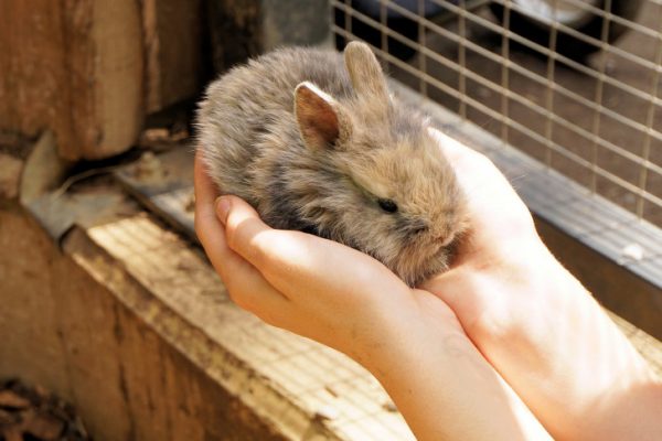 Im Erzgebirge sterben massenhaft Kaninchen. Ursache ist wohl die China-Seuche Typ 2. Foto: pixabay.com