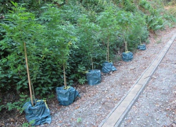 Diese Drogenpflanzen entdeckten Spaziergänger in der Nähe von Sehma. Foto: Polizei