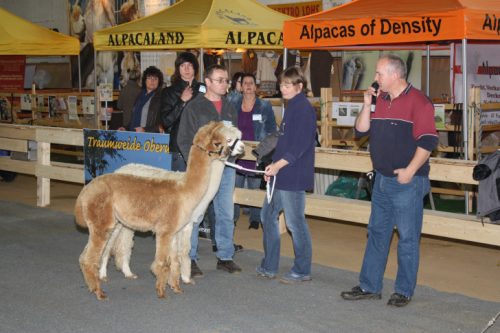 Die Alpakas werden den Besuchern vorgestellt und von den Fachleuten bewertet. Foto. Uwe Wolf