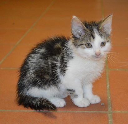 Für Karlchen und weitere Katzen sucht das Tierheim dringend ein neues Zuhause. Foto: Tierheim